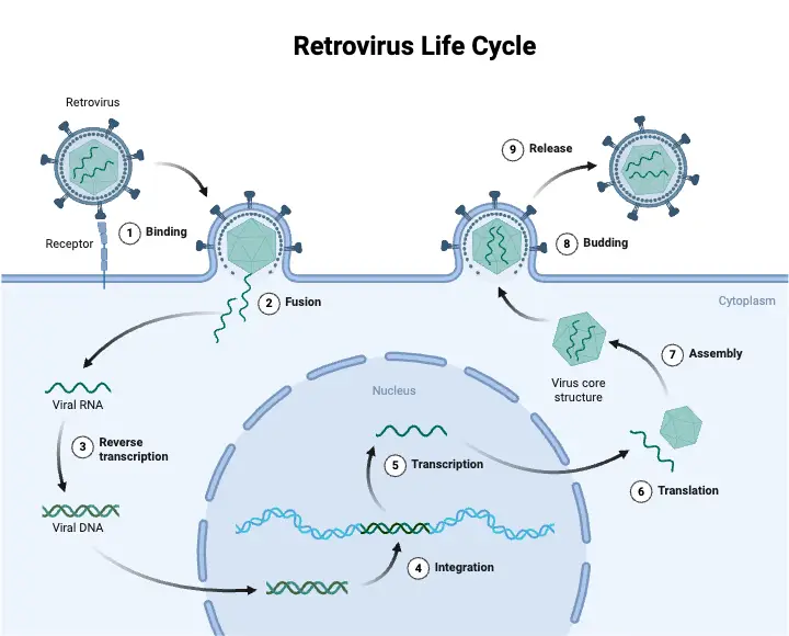 Retroviral Replication Cycle