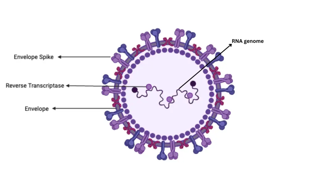 Structure of Retrovirus