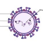 Structure of Retrovirus