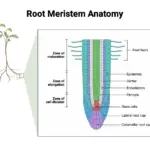 Root Meristem Anatomy