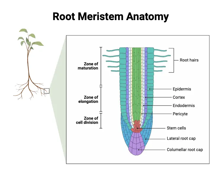 Root Meristem Anatomy