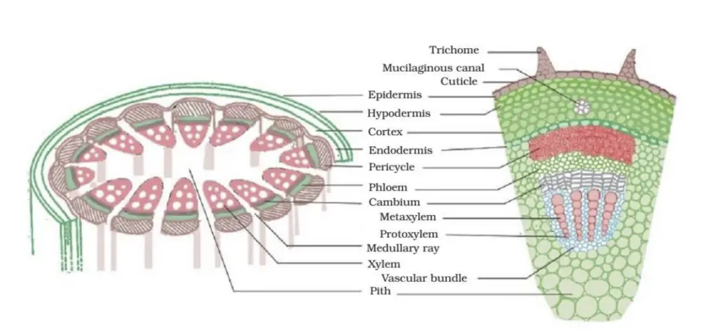 Section of a stem