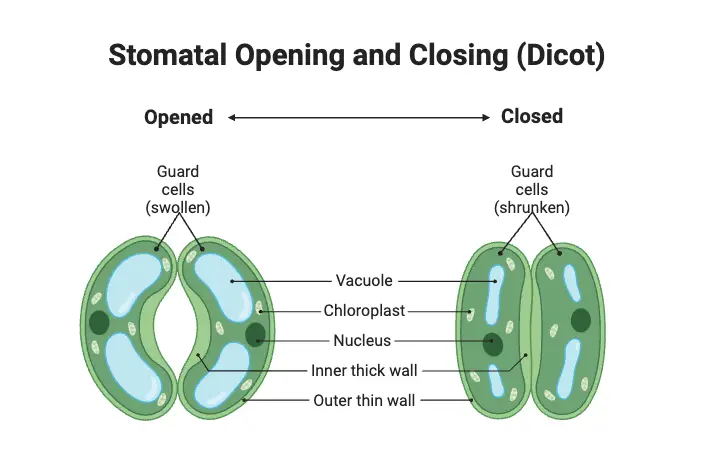 Stomatal Opening and Closing