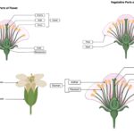 Structure of Flower - Parts of a Flower With Diagram and Their Functions