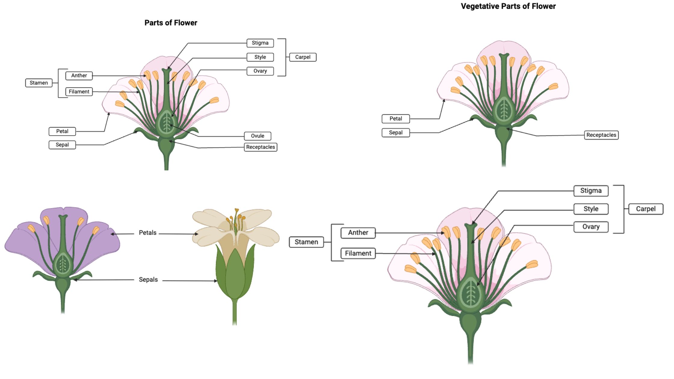 Structure of Flower - Parts of a Flower With Diagram and Their Functions