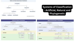 Systems of Classification – Artificial, Natural and Phylogenetic