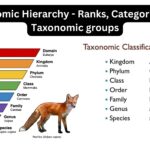 Taxonomic Hierarchy - Ranks, Categories and Taxonomic groups