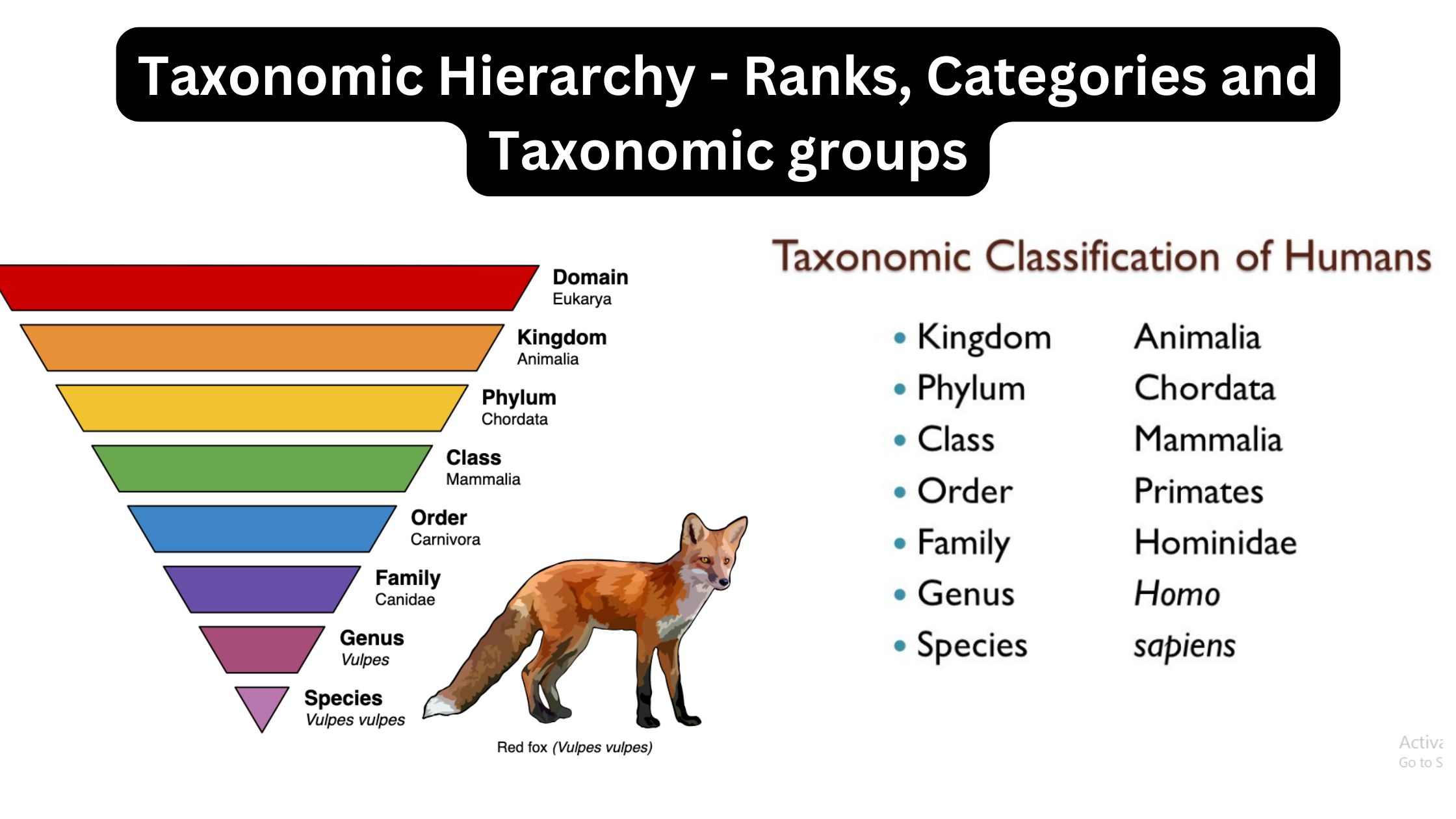 Taxonomic Hierarchy - Ranks, Categories and Taxonomic groups