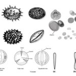 Taxonomic evidences from Palynology, Cytology, Phytochemistry and Molecular Data