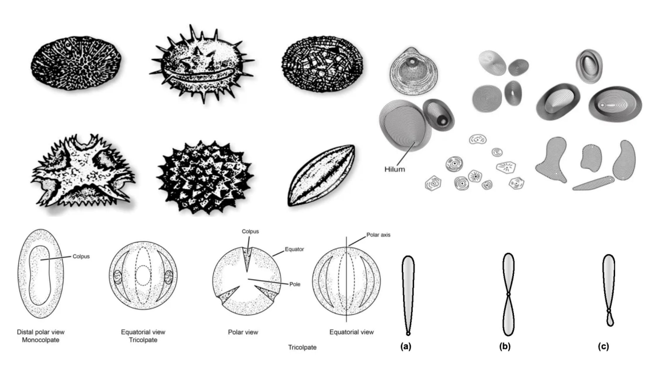 Taxonomic evidences from Palynology, Cytology, Phytochemistry and Molecular Data