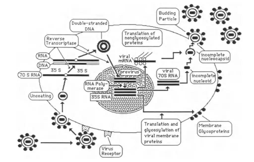 The retroviral replication cycle. 