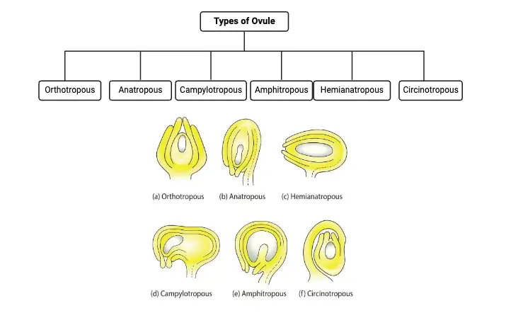 Types of Ovule