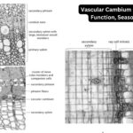 Vascular Cambium - Structure and Function, Seasonal activity