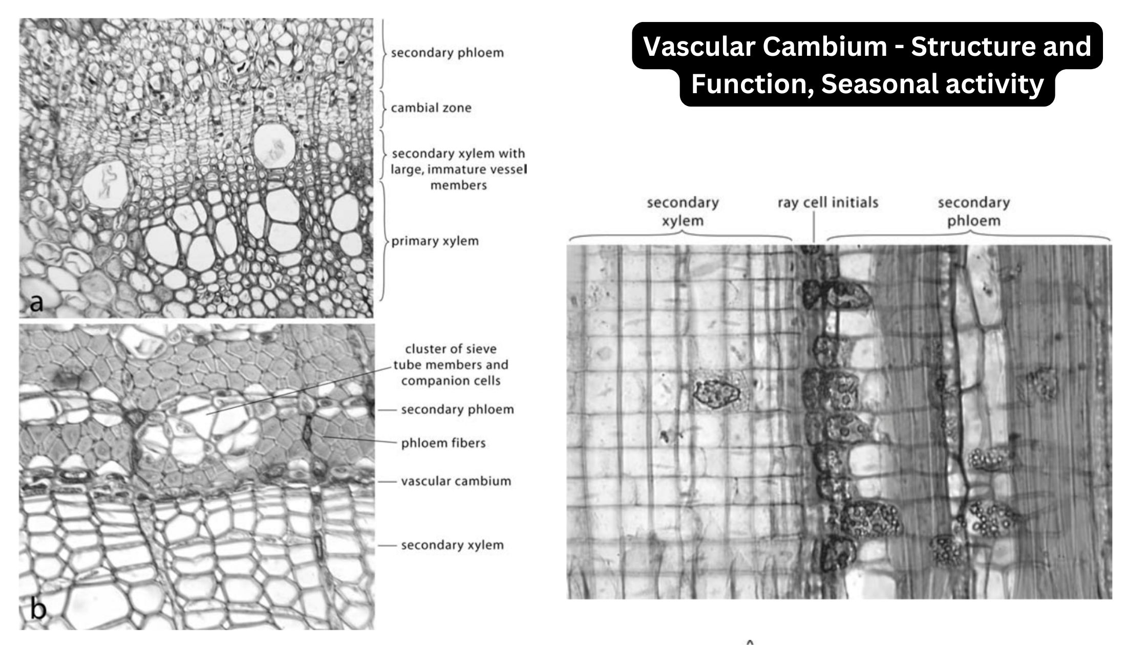 Vascular Cambium - Structure and Function, Seasonal activity