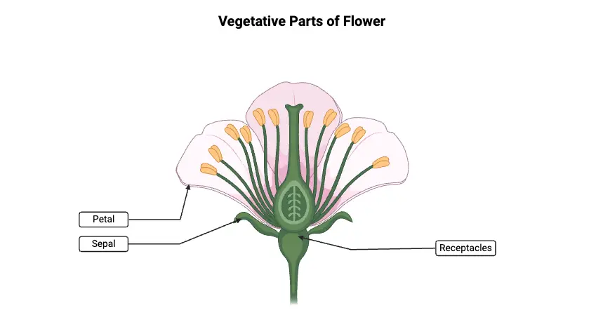 Vegetative Parts of Flower