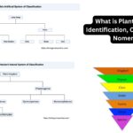 What is Plant Taxonomy? - Identification, Classification and Nomenclature