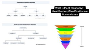 What is Plant Taxonomy? – Identification, Classification and Nomenclature