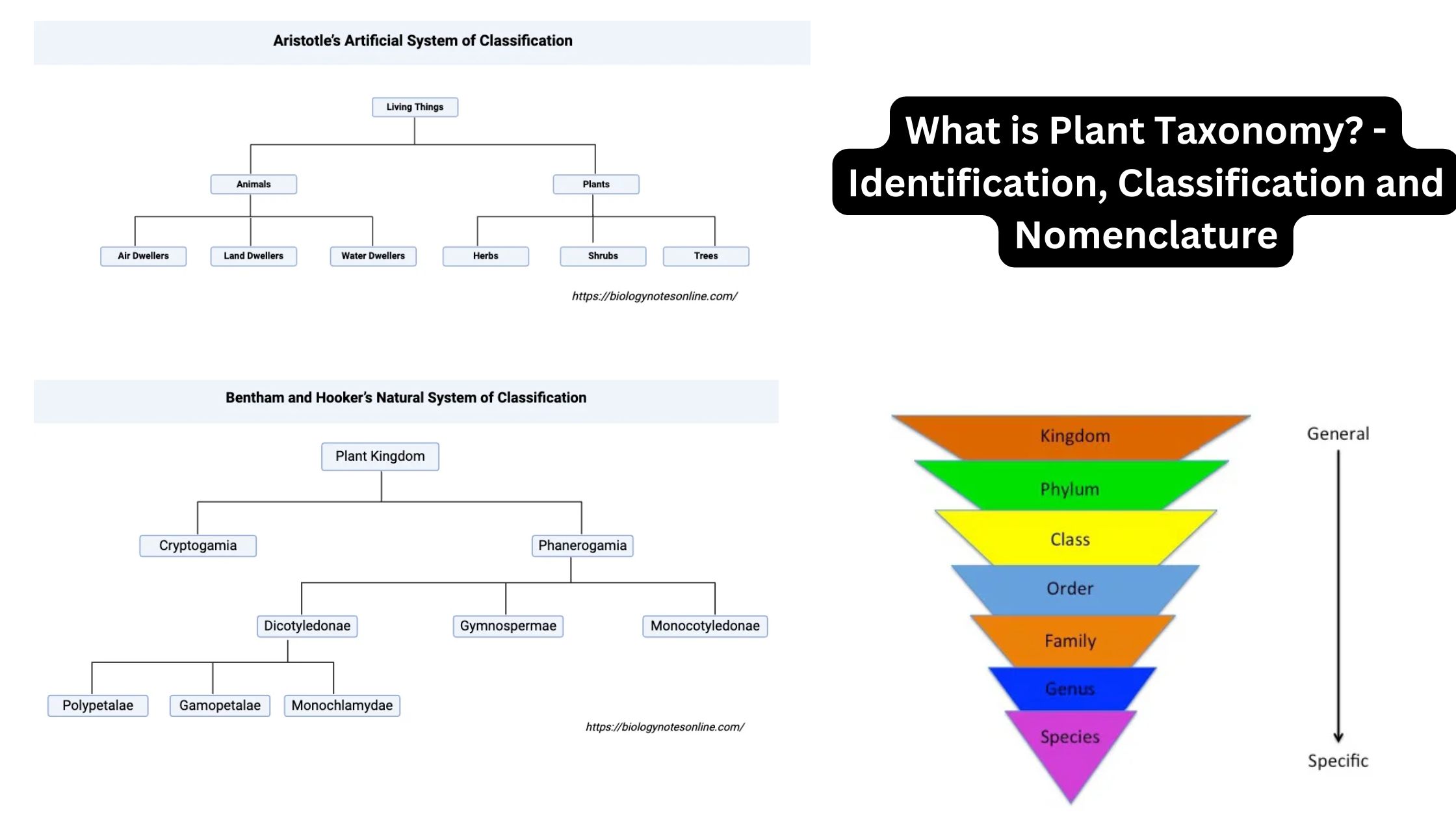 What is Plant Taxonomy? - Identification, Classification and Nomenclature