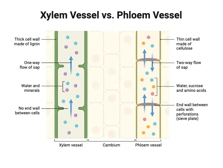 Xylem Vessel vs. Phloem Vessel