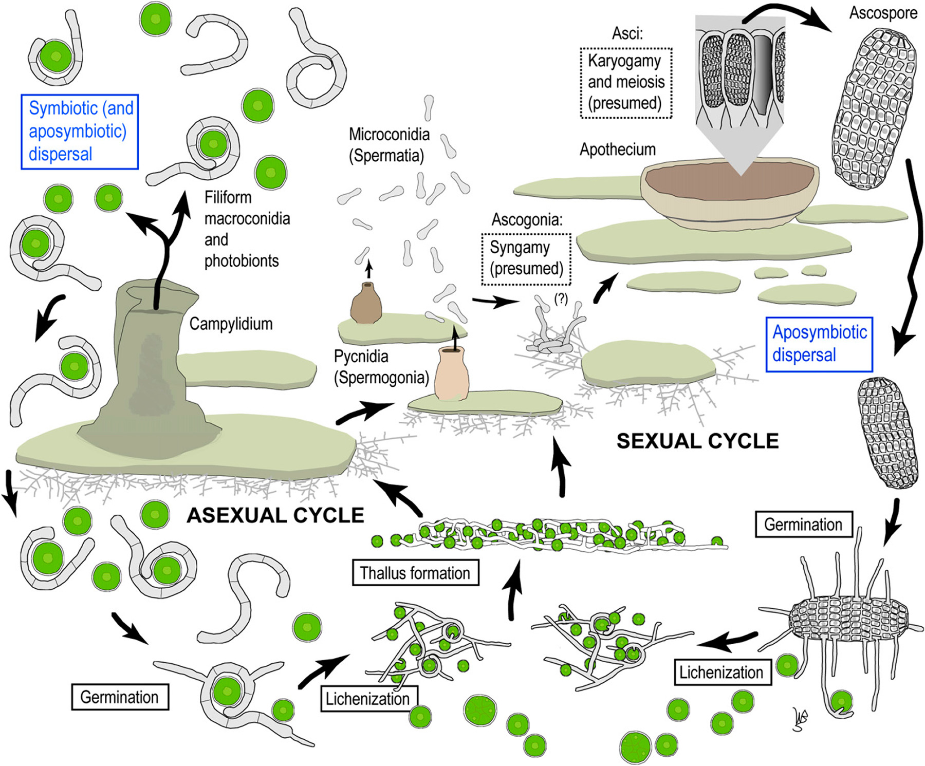 Asexual and sexual cycle of Lichens