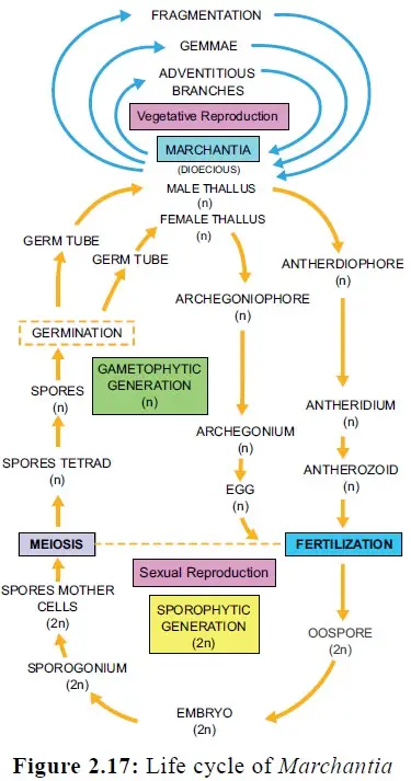 Life Cycle of Marchantia