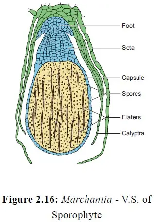 Sex Organs