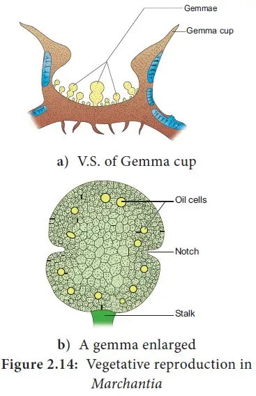 Vegetative Reproduction in Marchantia