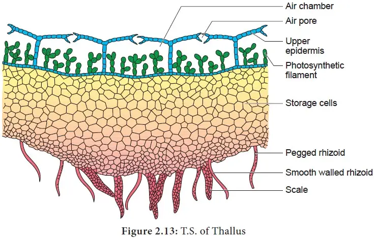 Internal structure of Thallus
