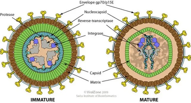 The graphic shows the structure of a retrovirus, distinguishing between a young and a mature entity. In the mature virus, we can see the characteristic shape of the capsid.
