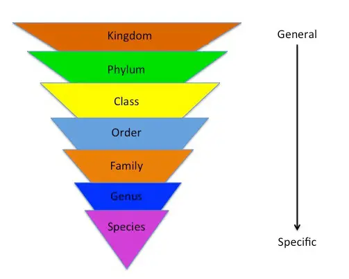 What is Plant Taxonomy? - Identification, Classification and ...