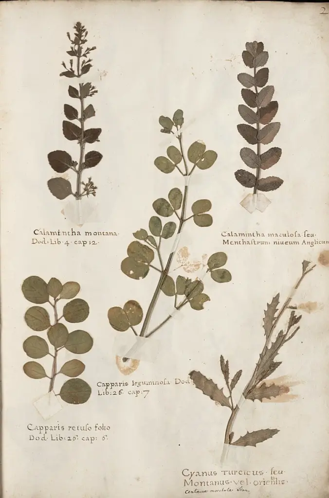 Herbarium book which dates from 1633. Made by the Flemish Bernardus Wynhouts.