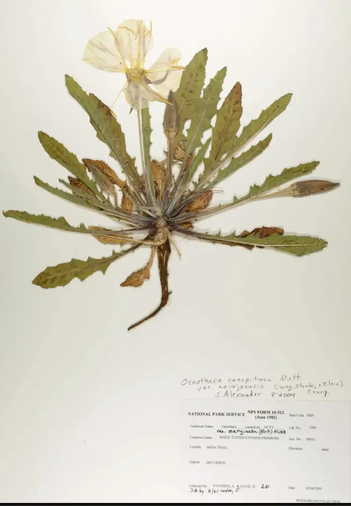 Herbarium sheet of a white tufted evening primrose (Oenothera caespitosa variety marginata).
Courtesy National Park Service, Pipe Spring National Monument, PISP 5060. Photo by Jordyn Celaya, University of Arizona.