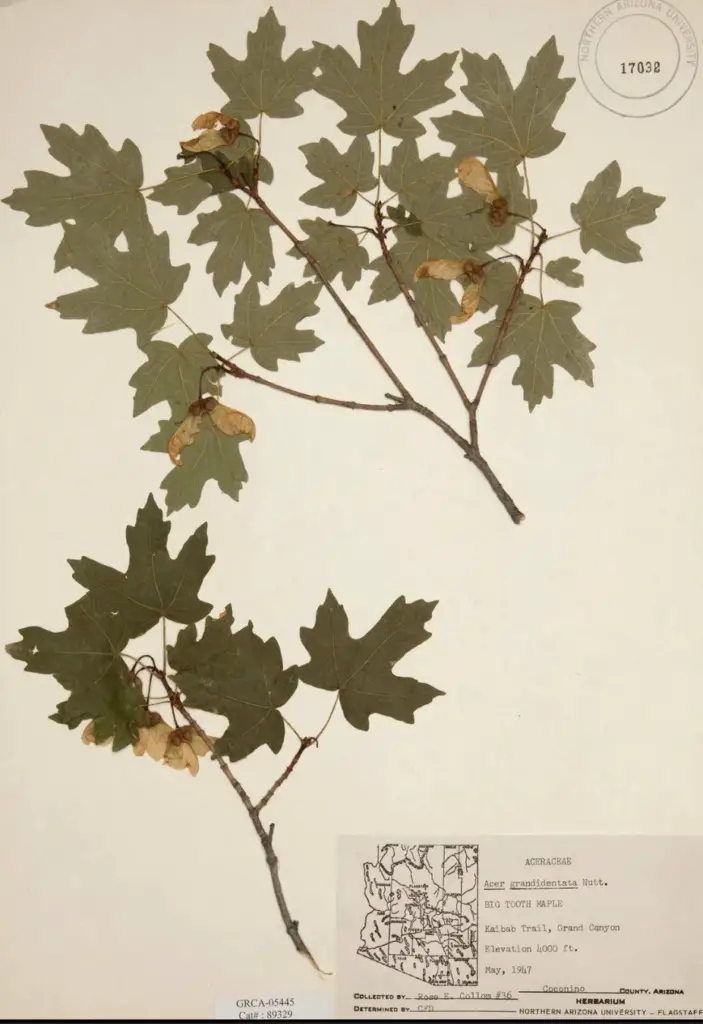 Herbarium sheet of big-toothed maple (Acer grandidentatum).
Courtesy of Grand Canyon National Park, GRCA 89329. Photo by Sam Minkler, Northern Arizona University.
