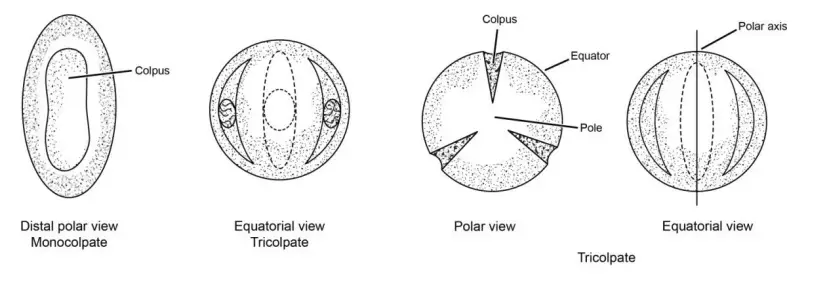 Monocolpate and tricolpate pollen grain.