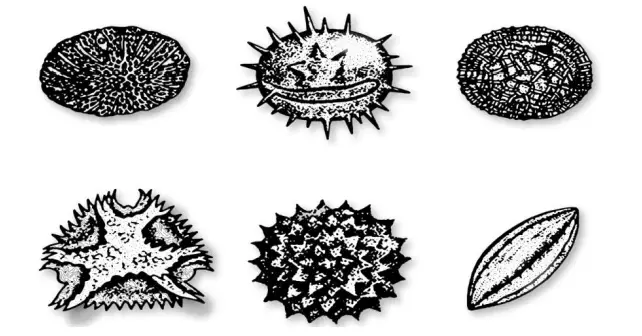 Pollen grain showing various sculpturing. 