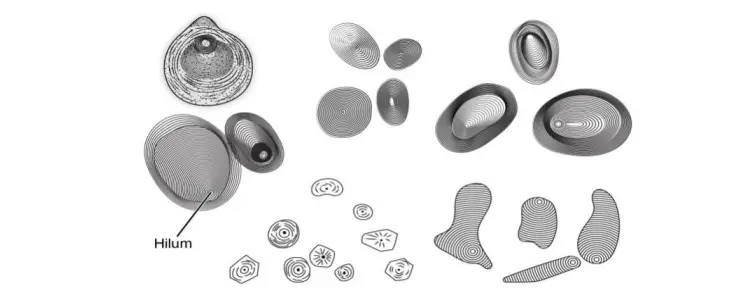 Morphology of starch grains in some plants.