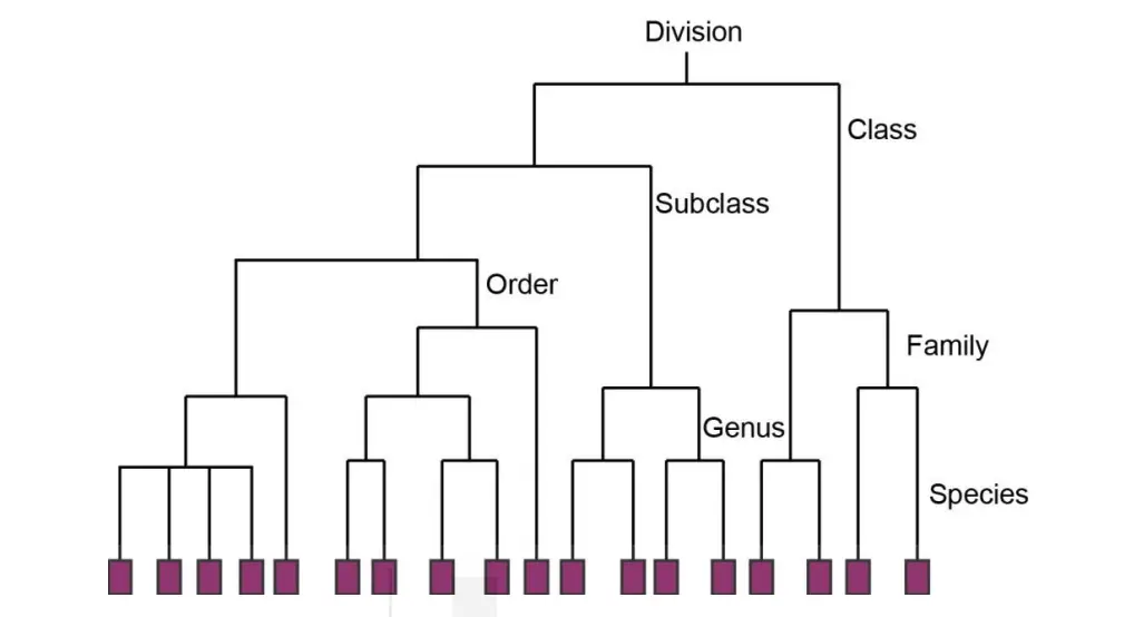 Depiction of hierarchical system by the dendrogram method (based on
hypothetical results. 