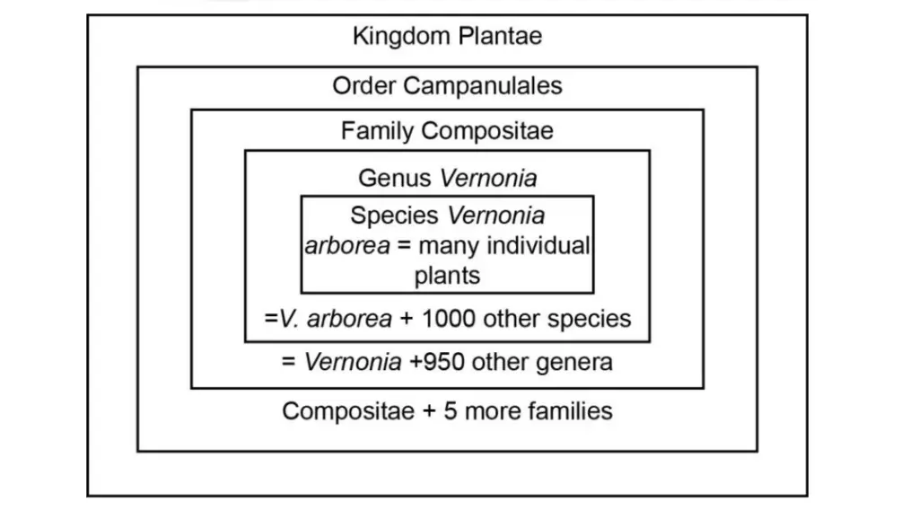 Box-in-box representation of taxonomic categories in Vernonia
arborea. 