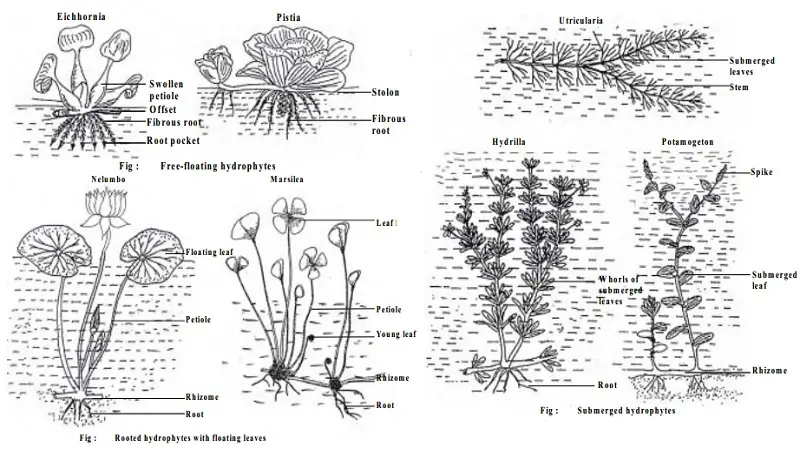 According to their relation to water and air, the hydrophytes are grouped into four categories. 1. Free floating hydrophytes. 2. Floating but rooted hydrophytes. 3. Submerged hydrophytes (floating and rooted). 4. Amphibious hydrophytes.
