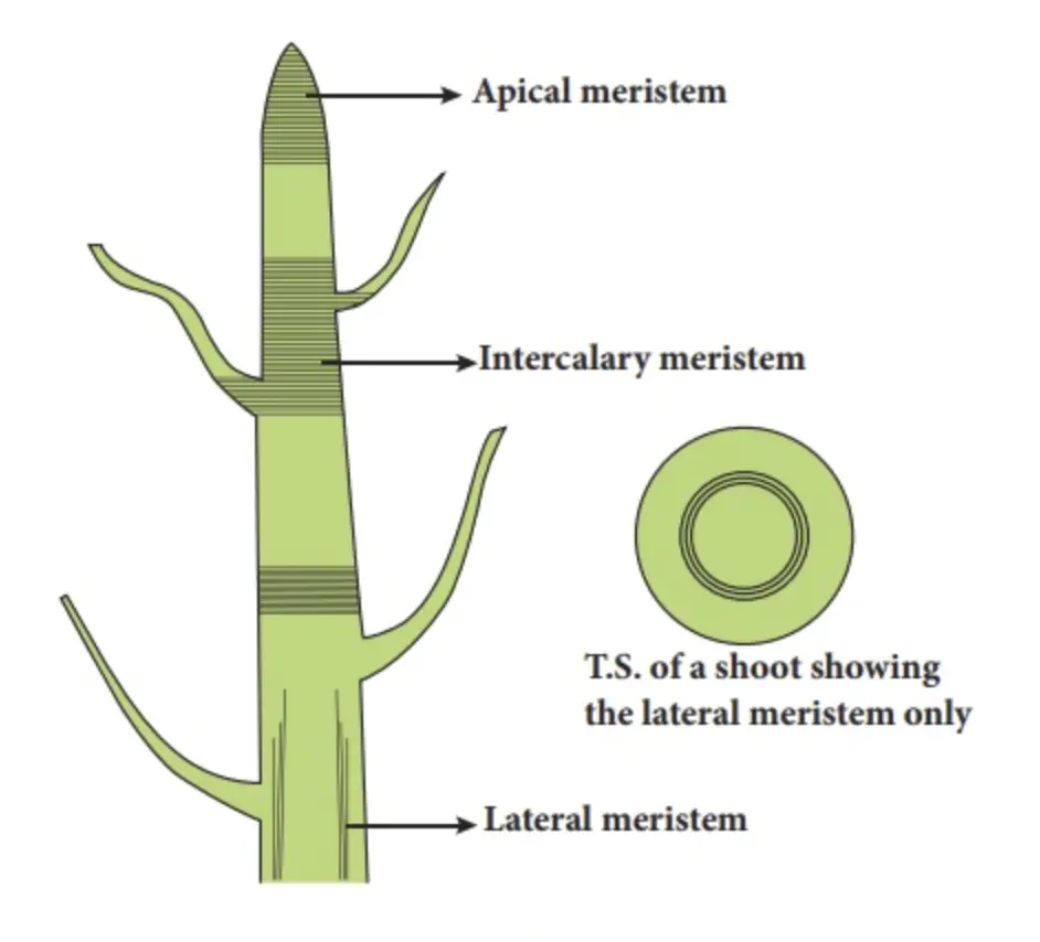 Meristematic Tissue