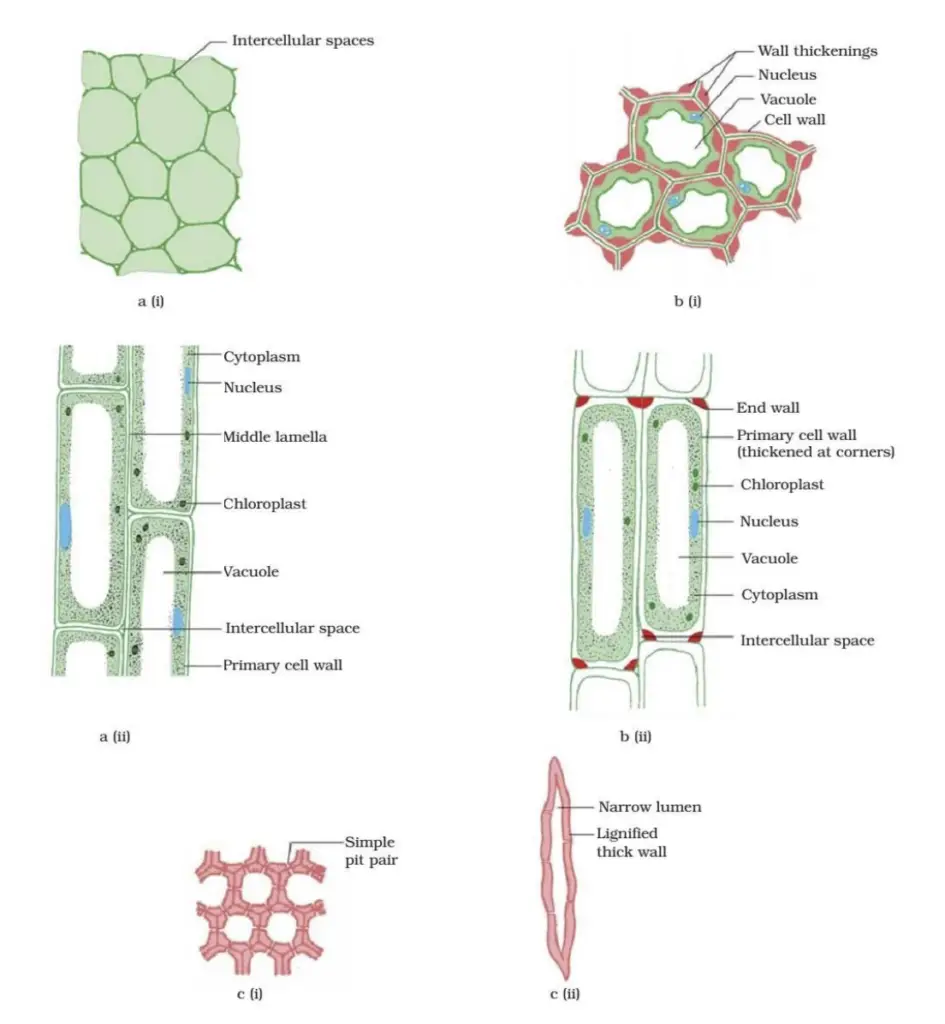 Various types of simple tissues: