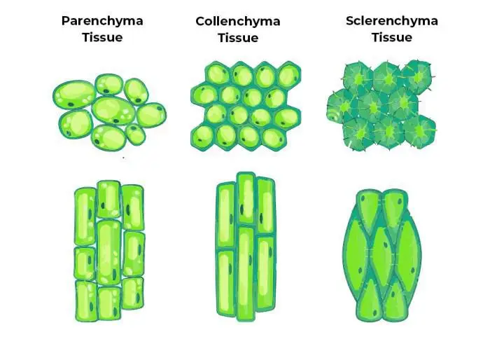 Sclerenchyma, Parenchyma and Collenchyma