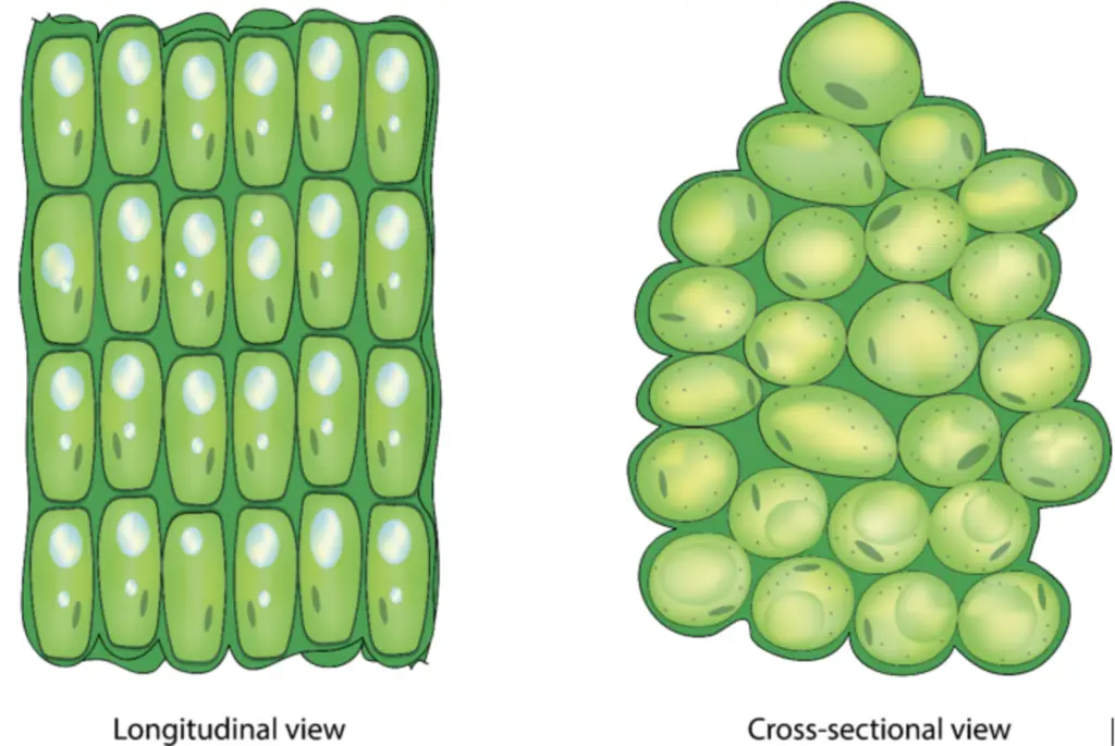 MODIFICATIONS OF PARENCHYMA
