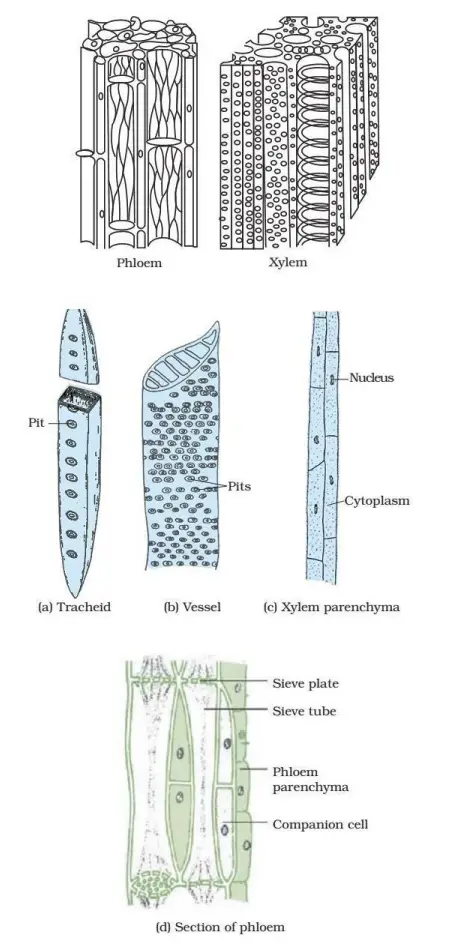 Xylem and Phloem