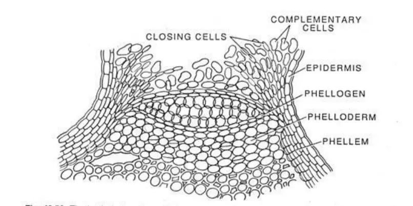 Lenticels