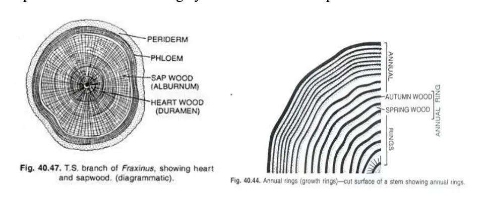 Secondary growth in Sapwood and Heartwood