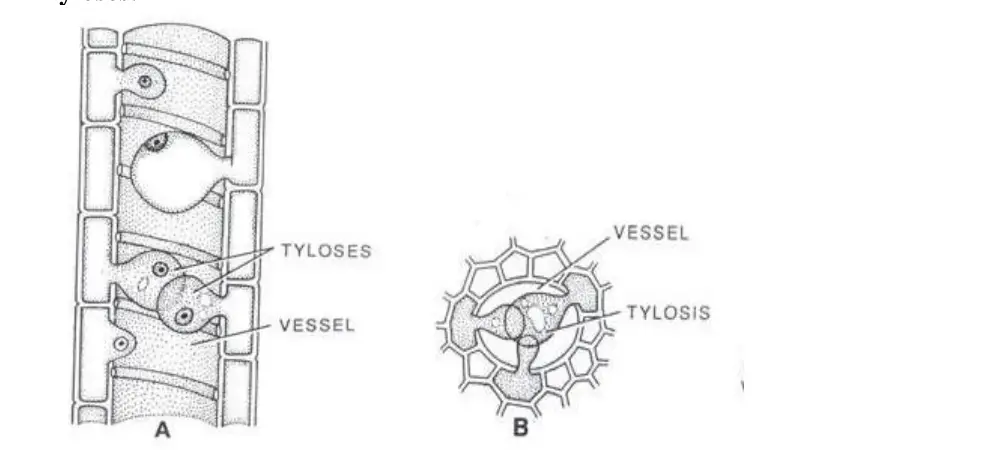 Tyloses. A- L. S. Of vessel with Tyloses. B- T.S. of Of vessel with Tyloses