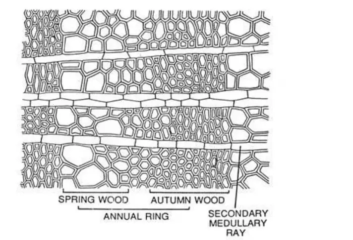 Annual Rings or Growth Rings