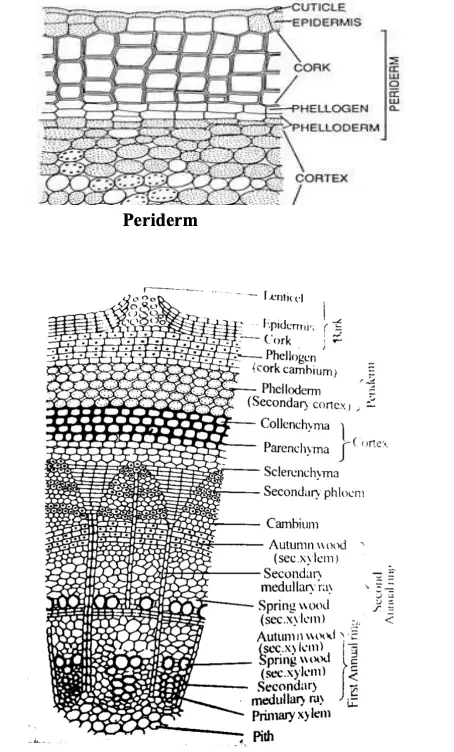 Formation of Periderm