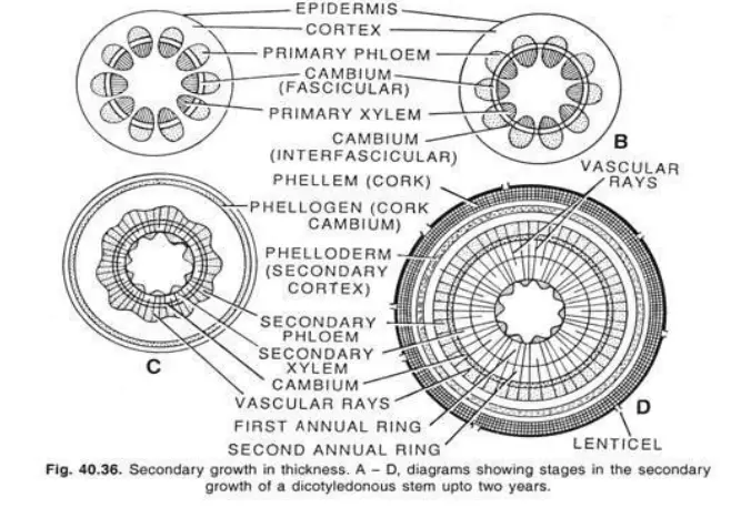 Secondary growth in Plant